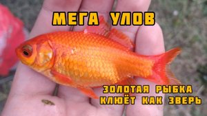 Рыбалка на золотого карася | Дикий клёв золотой рыбки | Рыбалка в копанке
