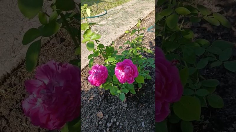 Цветение неизвестного мне сорта розы, но с НЕОБЫЧАЙНО СИЛЬНЫМ и ПРИЯТНЫМ АРОМАТОМ. Розы на даче.