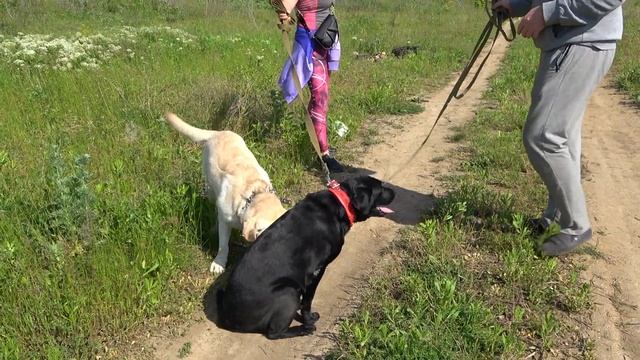 Как мы знакомили лабрадоров Оскара и Джесси. Ждём щенков. смотреть онлайн