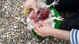 Причина падежа бройлеров - водянка. Асцит