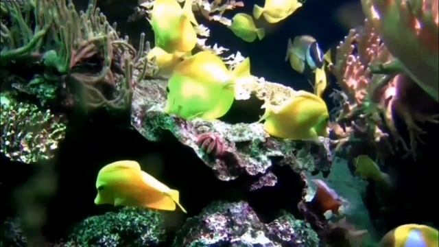 Глифы Арахны Коментарии Мага Романа смотреть онлайн