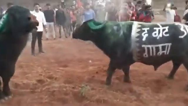 HINDISTONDAGI BUQALAR JANGI.