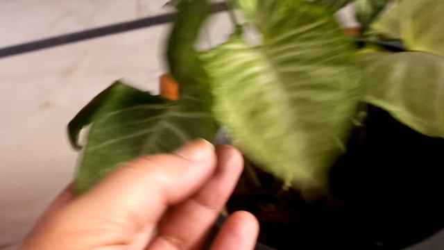 Ornamental plants for your lovely garden Syngonium green white and pink  varigated leaves