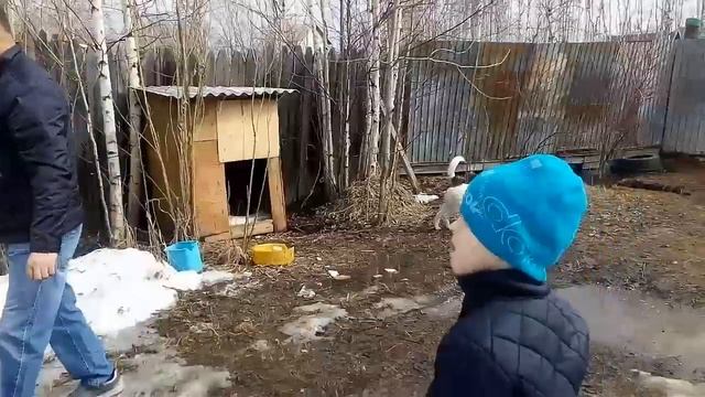 КОРМИМ БЕЗДОМНЫХ СОБАК И ИХ ЩЕНКОВ смотреть онлайн