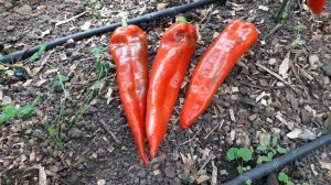 Сладкий перец. Перец Ласанта -  сочный, вкусный, огроменный!ТопСад