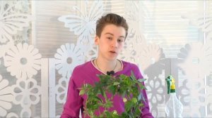 Комнатное растение ПАССИФЛОРА. Про уход и содержание. БотаникLIVE