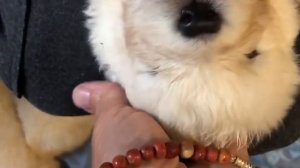 Маремма Питомник «С Горы Мезмай»