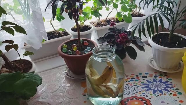 Подкормка Для Цветов. Очень Легко и Быстро.