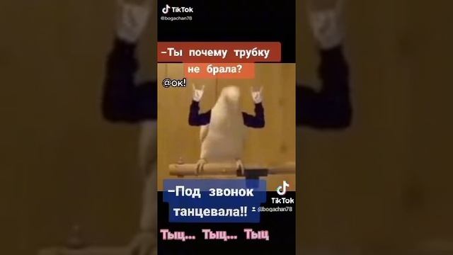 Попугай прикол 40. 2023