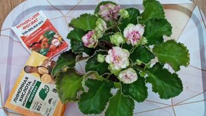 Фиалки на подоконнике! О фосфорном удобрении.