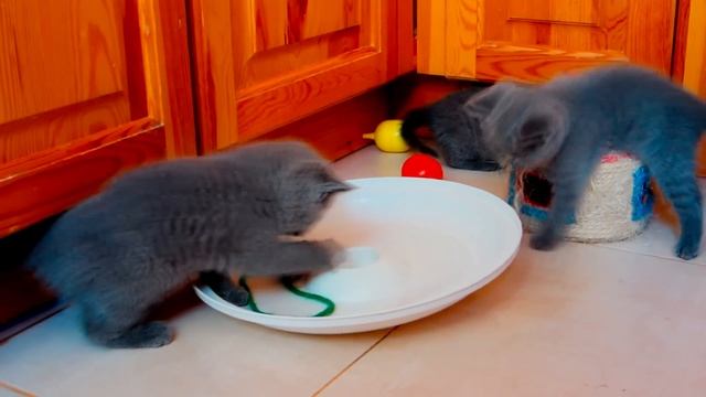 Один день из жизни британских котят. смотреть онлайн