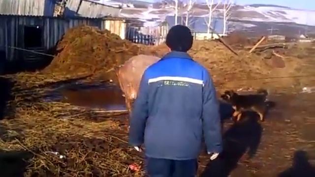 Привез быка видео 8 летней давности,вес быка 750 кг смотреть онлайн