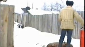 Разделка поросёнка в посёлке Стёпанцево на ул. Ленина 1995 год