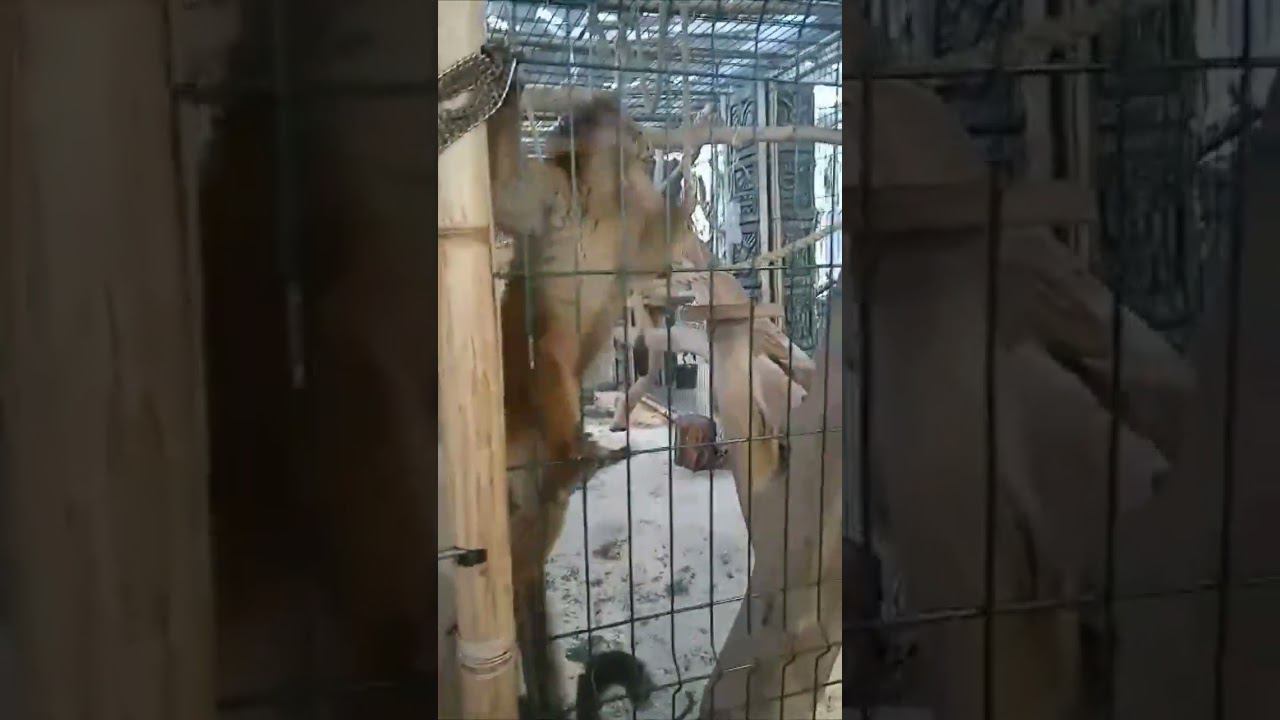 Не кормить!