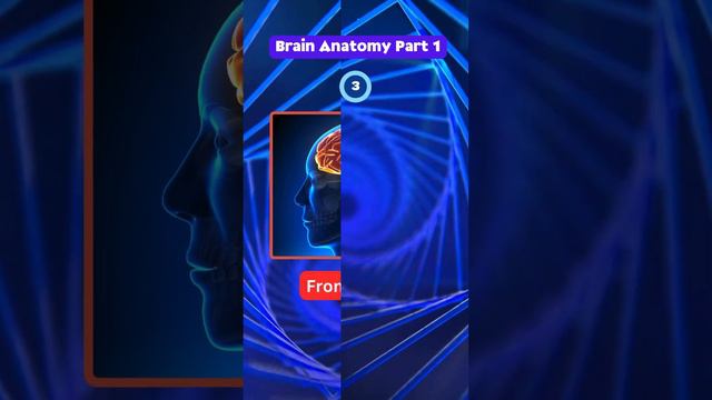 Brain Anatomy Part 1 #youtube #shortvideo #learning #braingames #quiz #triviachallenge #kidslearnin