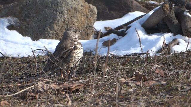 дрозд деряба по прилету весной смотреть онлайн