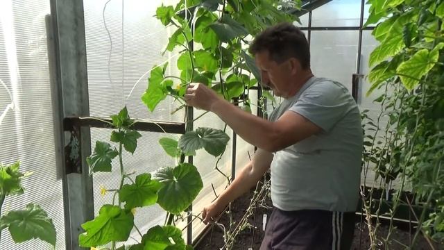 Формировка огурцов в один стебель. 2018 год.