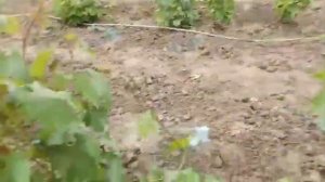 Новая форма винограда Мария + . 31 мая 2021. Виноградник Щереденкова В. А.