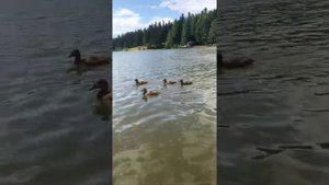 Река васильевка