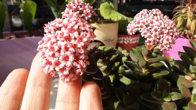 Crassula Springtıme Çiçekleri /Arıların çalışma zamanı :)) смотреть онлайн
