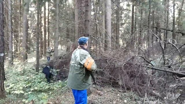 Охота на вальдшнепа с собакой Бор. Октябрь 2018 смотреть онлайн