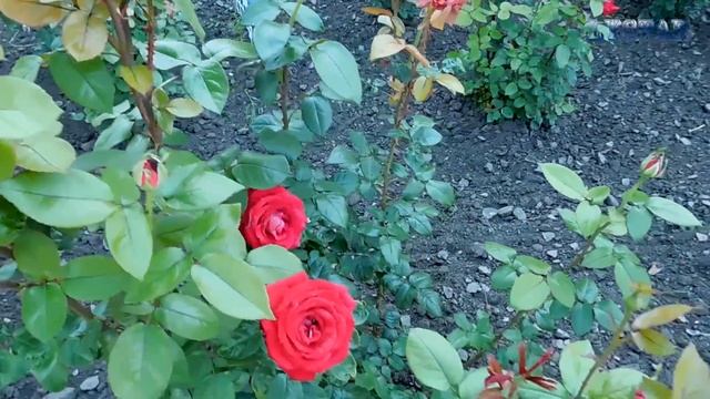 Мой розарий в цвету! Всё о розах. Уход за розами. Как выращивать розы. смотреть онлайн