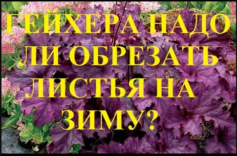 Гейхера Нужно ли обрезать и закрывать на зиму Чем подкормить осенью смотреть онлайн