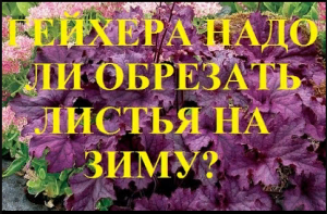 Гейхера Нужно ли обрезать и закрывать на зиму Чем подкормить осенью