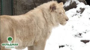 Лев трансваальский белый - Panthera leo krugeri – Лев Крюгера - Southern lion