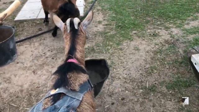 Эти забавные камерунские козы!