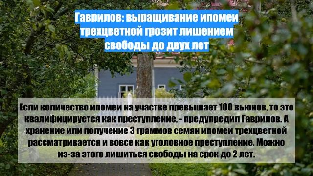 Гаврилов: выращивание ипомеи трехцветной грозит лишением свободы до двух лет