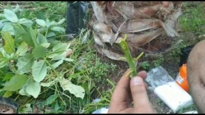 КАК ПРИВИВАТЬ АВОКАДО. ДВА ЛЕГКИХ СПОСОБА ОТ ТУРЕЦКИХ САДОВОДОВ