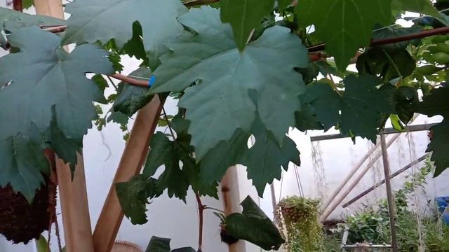 Bunga Bonus Anggur Staridsa Tsamakhan Queen (STQ) ¦ Waktunya Prunning Pembuahan смотреть онлайн