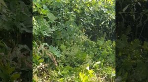 Удивительная насадка для бензокосы, для триммера.