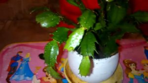 Мои комнатные растения. Декабрист: секреты прищипки