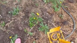 Облегчение труда в деревне. Корнеудалитель  -  ТОРНАДО .