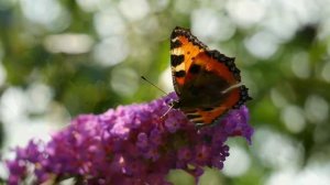 ПРИТЧА О СОРНЯКАХ !  МУЗЫКА -  ЭДГАР ТУНИЯНЦ