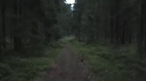 Страшный темный лес