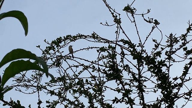 Jui Plant / Jasmine Flowers: General Care Guide смотреть онлайн