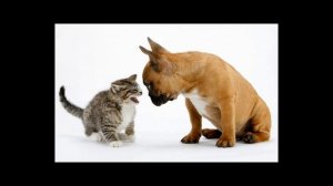 Почему собаки не любят кошек, а кошки - собак?