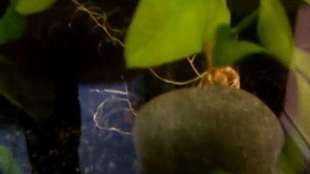 Улитки Зебра смотреть онлайн