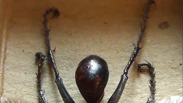 Sphex Leuconotus (сфекс левконотус)