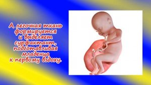 Развитие плода на 31 неделе беременности/Календарь беременности!