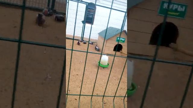 Поездка в муром зоопарк смотреть онлайн