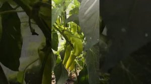 Перец Снегопад, перец какаду - обзор 1 июля