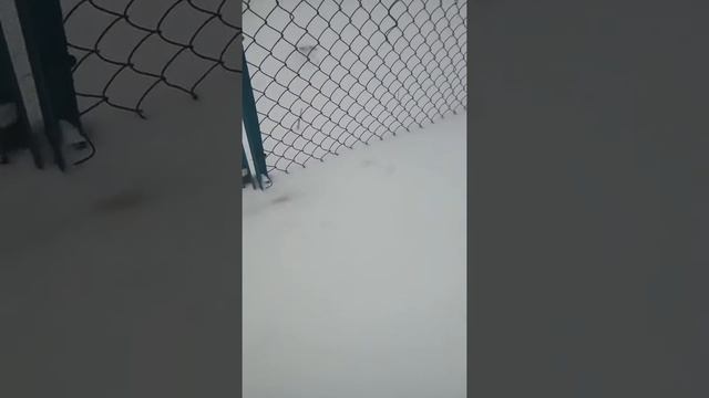 Заяц перелез ограждение смотреть онлайн