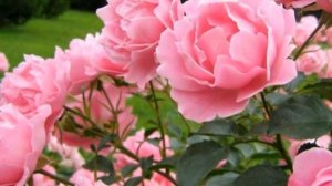 Пионы ....  Андрей Антонов