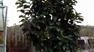 Корневые отводки Яблонь-Сибирок как подвой для Колоновидных Яблонь.mp4