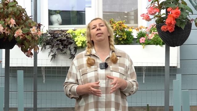 Причины возникновения вершинной гнили и способы борьбы