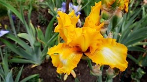 КАК ЖЕ ОНИ ХОРОШИ! ИРИСЫ БОРОДАТЫЕ В МОЁМ САДУ! ЕЩЁ ОДИН ОБЗОР ПЕРЕД ЗАВЕРШЕНИЕМ ИХ ЦВЕТЕНИЯ!